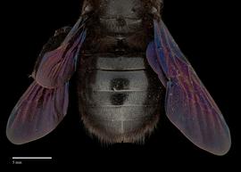   Xylocopa  nbsp;  violacea, female, abdomen, habitus, photo: J. Scott Adams  
